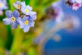 Blue flowers on blue background