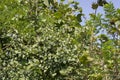 Apta or Bidi Leaf Tree Bauhinia racemosa Tree in the Forest of India