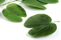 Apta leaf with Marigold flowers and sweet, a concept for Dussehara or Vijayadashami, an Indian festival