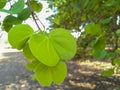 Apta tree leaves distribute on the Dussehra occasion in India.