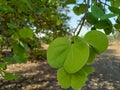 Apta tree leaves distribute on the Dussehra occasion in India.