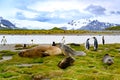 Cute king penguins and snuggling giant sea elephants in beautiful landscape of South Georgia, Antarctica. Royalty Free Stock Photo