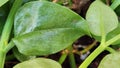 The leaves of Aptenia cordifolia are fleshy and glossy green, featuring either a rounded or heart-shaped form. Royalty Free Stock Photo