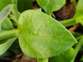 The leaves of Aptenia cordifolia are fleshy and glossy green, featuring either a rounded or heart-shaped form. Royalty Free Stock Photo