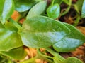 The leaves of Aptenia cordifolia are fleshy and glossy green, featuring either a rounded or heart-shaped form. Royalty Free Stock Photo