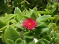 Aptenia cordifolia flower Royalty Free Stock Photo