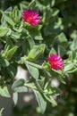 Aptenia cordifolia puple pink flowering creeping plant, ornamental flowers in bloom Royalty Free Stock Photo