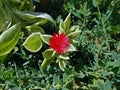 Aptenia cordifolia - Variegata Royalty Free Stock Photo