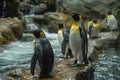 Aptenodytes forsteri penguin on the beach , the largest individual