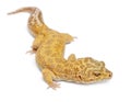 Aptor Leopard gecko, Eublepharis macularius Royalty Free Stock Photo