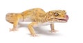 Aptor Leopard gecko, Eublepharis macularius Royalty Free Stock Photo