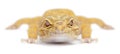 Aptor Leopard gecko, Eublepharis macularius