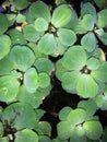 Water Cabbage, Water lettuce, Nile Cabbage, or Shell flower, Water Purifying Ornamental Plant