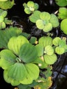 Water Cabbage, Water lettuce, Nile Cabbage, or Shell flower, Water Purifying Ornamental Plant