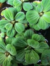 Water Cabbage, Water lettuce, Nile Cabbage, or Shell flower, Water Purifying Ornamental Plant