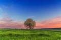 Between Apulia and Basilicata. Hilly spring: sunrise with lonely tree in bloom. Italy. Royalty Free Stock Photo