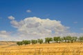 Between Apulia and Basilicata:olive grove on the fields harvested.Hilly countryside dominated by cl