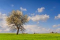 Between Apulia and Basilicata: spring landscape with wheat field.ITALY. Royalty Free Stock Photo