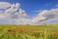 Between Apulia and Basilicata.Vernal rural landscape with wheat field and poppies.Italy Royalty Free Stock Photo