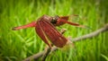 Dragon fly Red Collor Royalty Free Stock Photo