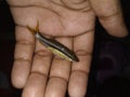 Aqua adventure Aquarium fish farm asansol West Bengal 1 March 2020 slender rasbora Aquarium fish on hand with dark background