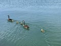 Aqua and Blue: Ducks swim through Cleveland`s Edgewater Park - OHIO