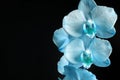 Aqua blue orchid on black background close-up, aqua blue orchid flowers studio photo, orchid flowers horizontal photo