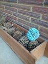 Aqua blue pine cone Royalty Free Stock Photo