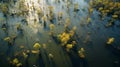 Aqua Canopy: Aerial View of Flooded Forest in Serene Waters