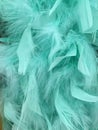Turquoise Feathers for Texture Background