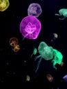 Aqua Jellyfishes Aquarium Neon Jellyfish Sea Jellies Gelatinous Zooplankton Water Marine Life Transparent Ocean Glow in the dark