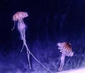 Aqua Jellyfishes Aquarium Neon Jellyfish Sea Jellies Gelatinous Zooplankton Water Marine Life Transparent Ocean Glow in the dark Royalty Free Stock Photo