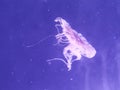 Aqua Jellyfishes Aquarium Neon Jellyfish Sea Jellies Gelatinous Zooplankton Water Marine Life Transparent Ocean Glow in the dark