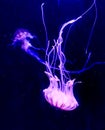Aqua Jellyfishes Aquarium Neon Jellyfish Sea Jellies Gelatinous Zooplankton Water Marine Life Transparent Ocean Glow in the dark