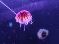 Aqua Jellyfishes Aquarium Neon Jellyfish Sea Jellies Gelatinous Zooplankton Water Marine Life Transparent Ocean Glow in the dark