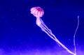 Aqua Jellyfishes Aquarium Neon Jellyfish Sea Jellies Gelatinous Zooplankton Water Marine Life Transparent Ocean Glow in the dark