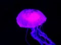 Aqua Jellyfishes Aquarium Neon Jellyfish Sea Jellies Gelatinous Zooplankton Water Marine Life Transparent Ocean Glow in the dark