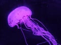 Aqua Jellyfishes Aquarium Neon Jellyfish Sea Jellies Gelatinous Zooplankton Water Marine Life Transparent Ocean Glow in the dark