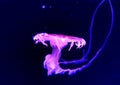 Aqua Jellyfishes Aquarium Neon Jellyfish Sea Jellies Gelatinous Zooplankton Water Marine Life Transparent Ocean Glowing Fungus