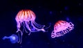 Aqua Jellyfishes Aquarium Neon Jellyfish Sea Jellies Gelatinous Zooplankton Water Marine Life Transparent Ocean Glowing Fungus