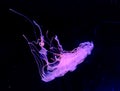 Aqua Jellyfishes Aquarium Neon Jellyfish Sea Jellies Gelatinous Zooplankton Water Marine Life Transparent Ocean Glowing Fungus