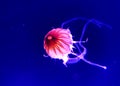 Aqua Jellyfishes Aquarium Neon Jellyfish Sea Jellies Gelatinous Zooplankton Water Marine Life Transparent Ocean Glowing Fungus
