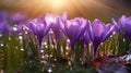 Aqua Mirage: Mesmerizing Purple Crocuses Amid Raindrop Trails