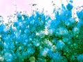 Aqua shower flower snow background in spring