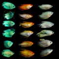 Aquaarium fish. Anabantoidae family