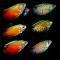 Aquaarium fish. Anabantoidae family