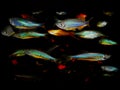 Aquaarium fish. Barbus / Capoeta