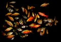 Aquaarium fish. Barbus / Capoeta