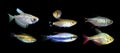 Aquaarium fish. Characidae family