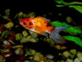 Aquaarium fish. Goldfish